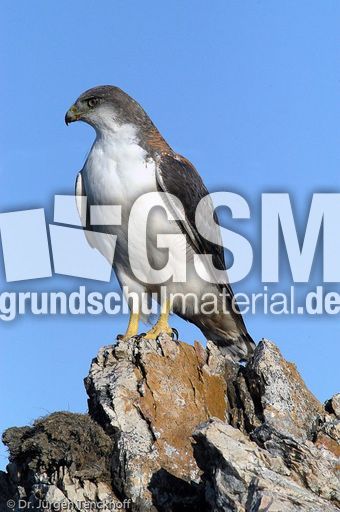 Rotrückenbussard (15 von 19).jpg